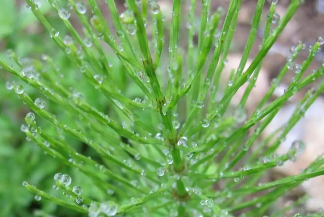 杉菜是什么植物图片