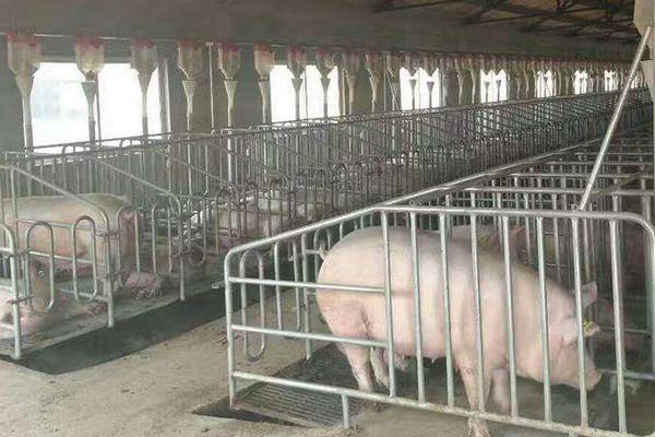 开个养猪场要多少钱 开养猪场赚钱吗
