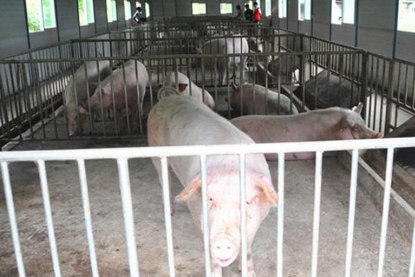 开个养猪场要多少钱 开养猪场赚钱吗