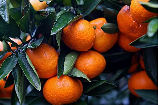 橘子和桔子的区别是什么 橘子的种类有哪些