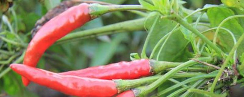 七星椒的种植与管理，七星椒和小米辣的区别