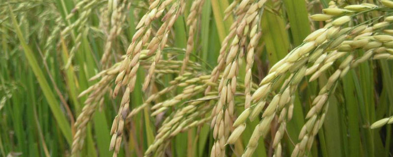 水稻打矮壮素影响孕穗吗