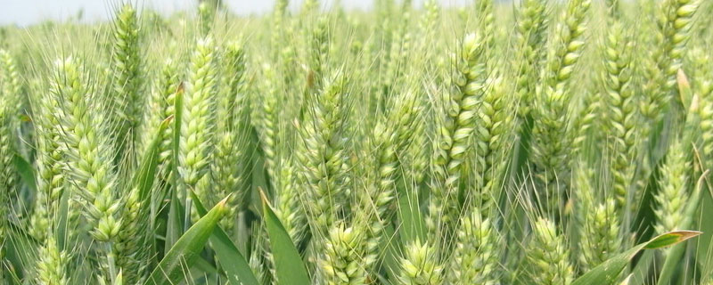 戊唑醇防治小麦什么病