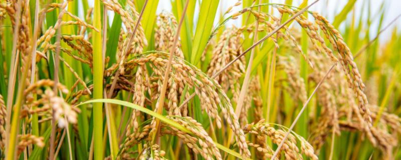 杂交水稻是哪一年，和普通的水稻有什么区别