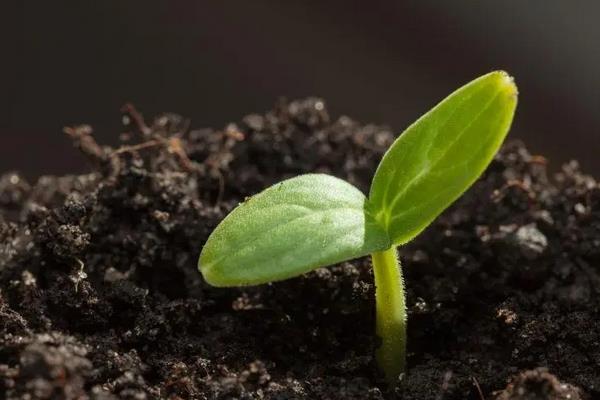 花生苗的种植方法，附花生苗的生长过程