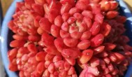 红色浆果多肉怎么养 红色浆果的养殖方法和注意事项