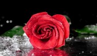玫瑰花几天浇一次水 玫瑰花怎么浇水