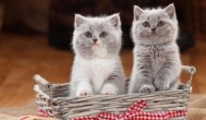 小猫多久能吃猫粮 小猫什么时候能吃猫粮