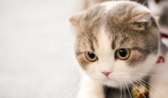 小猫一天吃多少猫粮啊 小猫一般一天要吃多少猫粮