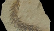 最常见的植物化石是什么 最常见的植物化石介绍
