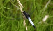 对湿地水质检测借助哪种昆虫 对湿地水质检测借助什么昆虫
