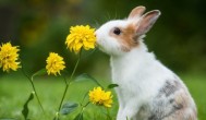 为什么兔子的鼻子一直动 兔子有哪些生活习性