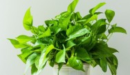 净化甲醛的植物有哪些 有关净化甲醛的植物介绍