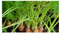 萝卜菜的种植方法 萝卜菜的种植方法介绍