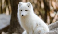 白狐是保护动物吗 白色狐狸是国家保护动物吗