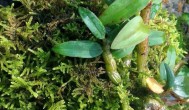 铁皮石斛和吊兰是同一种植物吗 铁皮石斛和吊兰属于一种植物吗