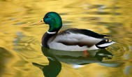 绿头鸭是保护动物吗 绿头鸭属不属于保护动物
