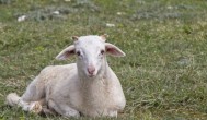 野生山羊是保护动物吗 野山羊属于国家一级保护动物对吗