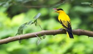 黄鹂鸟是保护动物吗 黄鹂鸟是国家保护动物吗