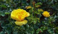 如何养好黄玫瑰 怎样养好黄玫瑰