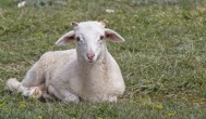 冬季如何养好怀母羊 冬季怀孕母羊如何养好