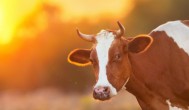 青牛的养殖方法和注意事项 牛的养殖方法和注意事项是什么