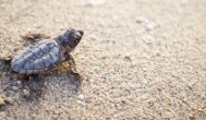 幼龟养殖注意什么 刚出生的龟苗要注意哪些饲养技巧