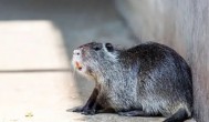 海狸鼠的养殖方法和注意事项 海狸鼠的养殖方法和注意事项介绍