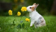 养兔的养殖方法和注意事项 养兔的养殖方法和注意事项介绍