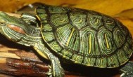 大龟养殖方法及注意事项 大龟养殖方法及注意事项是什么