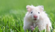 家庭养殖小白鼠需要注意什么 家庭养殖小白鼠需要注意哪些事项