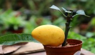 芒果树种植方法和时间 芒果树什么时候种植以及方法