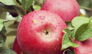 秦冠苹果树种植方法 秦冠苹果树种植方法介绍