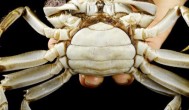 螃蟹最佳的存放方法 螃蟹怎么保存