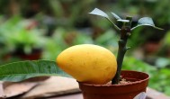 芒果籽发芽了怎么种盆栽 芒果籽发芽了如何种盆栽