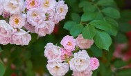 蔷薇花的养殖方法 蔷薇花怎么养