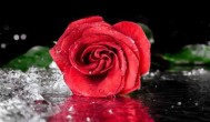 水养玫瑰花怎么养 水养玫瑰花的方法