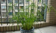 刚买的水竹水养怎么养 水养水竹的方法