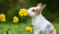 兔兔夏天怎么养 夏天养兔兔方法