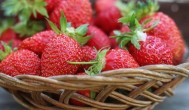 草莓几月份移栽最好 草莓移栽时间在几月份