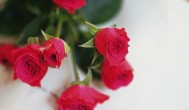 养殖玫瑰花怎么养才不会枯萎 养护玫瑰不枯萎的教程