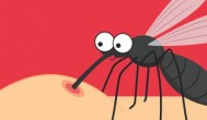 蚊子有什么用 蚊子有那些用