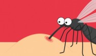 蚊子寿命多长 蚊子寿命多久