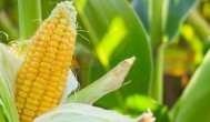 种玉米用什么肥怎么种才高产 种玉米用什么肥如何种才高产