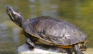 陆龟品种 关于陆龟品种介绍