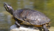 寿命最长的龟 寿命长的龟的种类有哪些