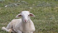 夏季应该如何养好山羊 夏季养好山羊的方法