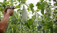 羊角酥瓜在几月份开始种植最好 羊角酥瓜在什么时候开始种植最好