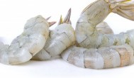 海水虾怎么养 海水虾的养殖技术