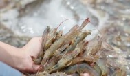 海水养虾需要什么条件和技术 海水养殖基围虾需要什么